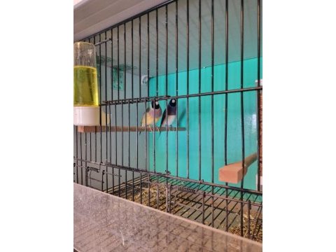 1 takım gouldian finch