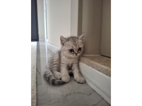 Piko çok akıllı ponçik bir yavru kedimiz