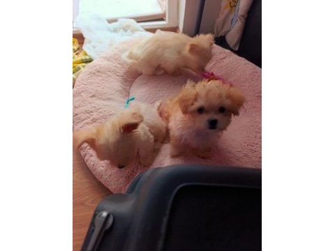 Antalyadan 0 numara safkan maltese terrier yavruları