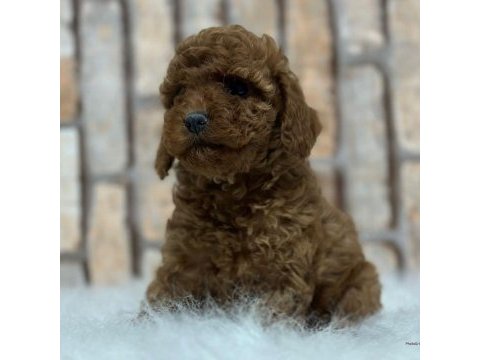 A kalite fincan şeklinde poodle