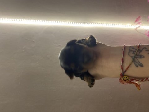 Yorkie yavruları yeni yuvalarını bekliyor baba b secereli