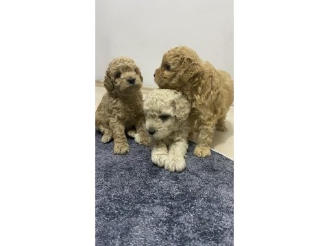 Apricot renk erkek tam toy poodle yavrular