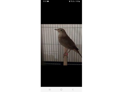 Bülbül kafes üretimi doğadan değil