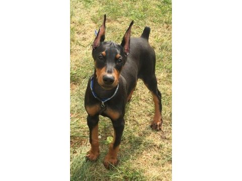 İsteğe özel estetik modelleri mevcut dobermanlar