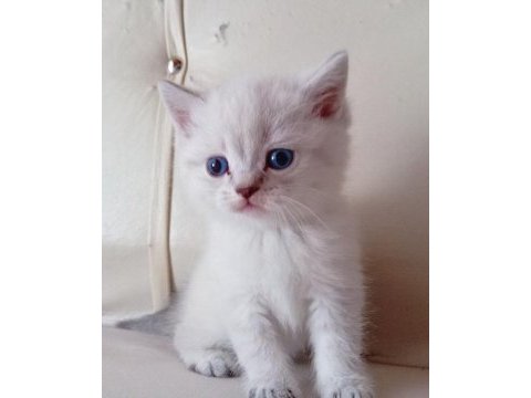 Blue point british shorthair teslime hazır