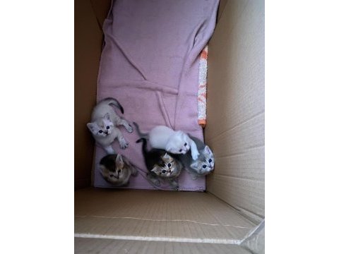 Kaliteli ırk sağlıklı yavrular british shorthair