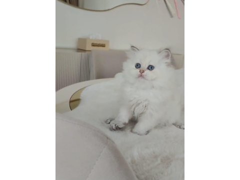 British longhair 55 günlük kedimiz