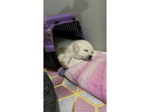 Beyaz 45 günlük japon akita