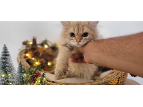 British longhair dişi
