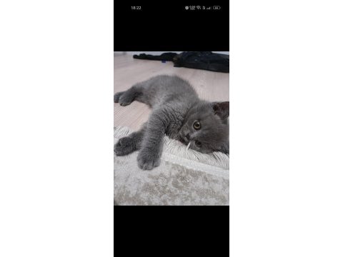 British shorthair 3 aylık yavru