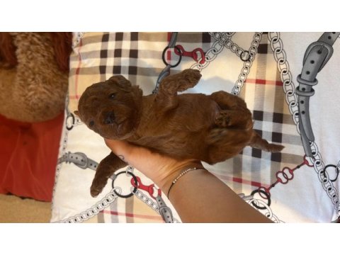 Ev doğumu (kızımın poodle bebekleri)