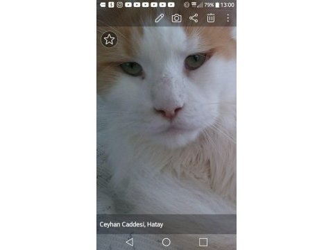 Main coon dişi kedimiz