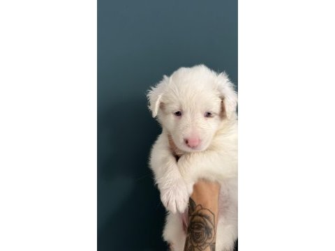 Red merle border collie