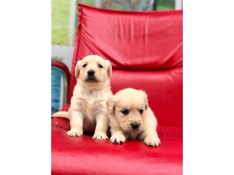 Golden retriever yavrularımız