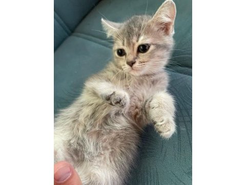 British shorthair golden