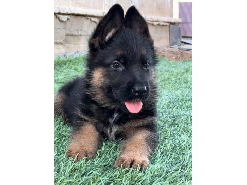 Üst düzey alman çoban köpeği yavruları secereli