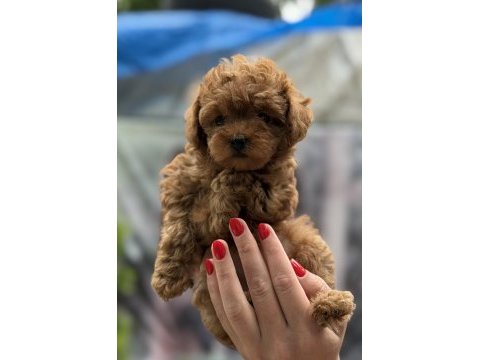 Kore red dişi poodle