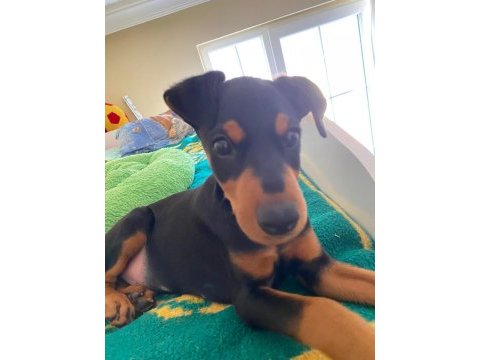 Aşıları yapılmış doberman