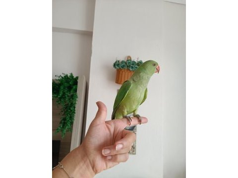 Beş aylık oyuncul ele alışık pakistan papağanı