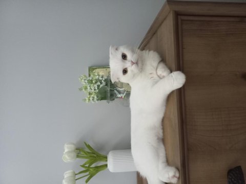 Asil sevimli uysal dişi scottish fold