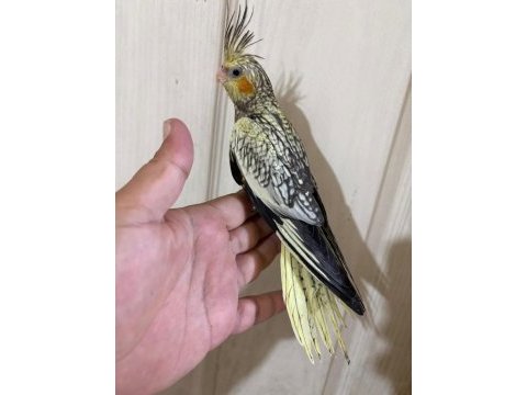 49 günlük uysal sultan bebek