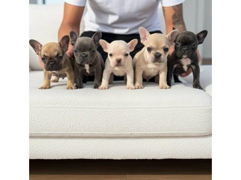 Exotic french bulldog yavrular mevcuttur
