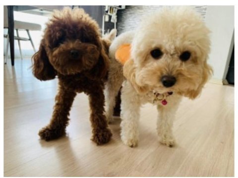 Apricot toy poodle bebeklerimiz