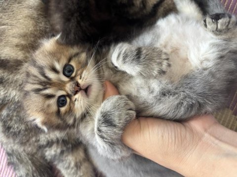 Dişi scottish fold x american shorthair melezi yavru