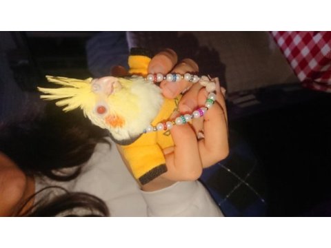 Sultan papağanı yavru erkek dişi takım