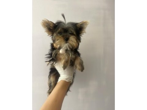 (a) kalite ırk güzeli yorkshire terrier