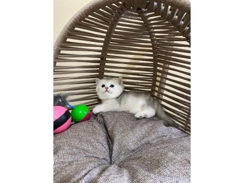 40 günlük british shorthair erkek