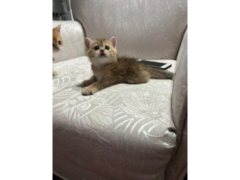 Golden yavrular british shorthair