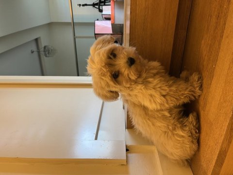 Yavru köpeğimi sahiplendirmek istiyorum maltipoo