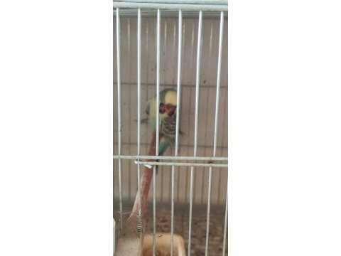 Jumbo çift ve yavrulu muhabbet kuşu takımlar