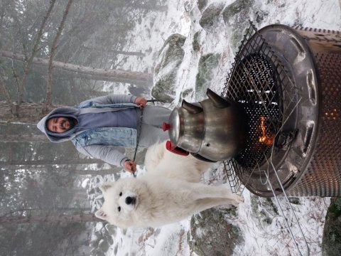 Erkek orjinal safkan samoyed