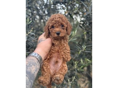 Bebek yüz poodle yavrularımız hazır