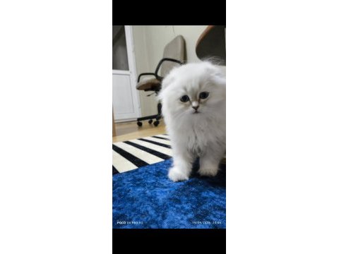 Scottish fold longhair erkek