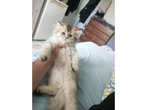 British longhair