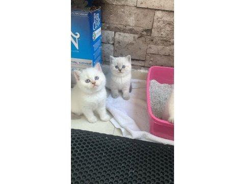 Ayı surat blue point scottish fold