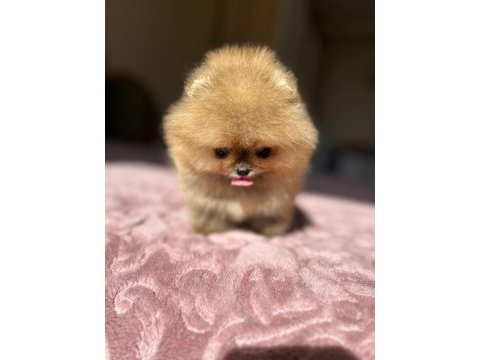 Mikro boy baby face küçük pomeranian ayıcık