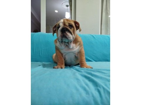 Safkan ingiliz bulldog bebekler
