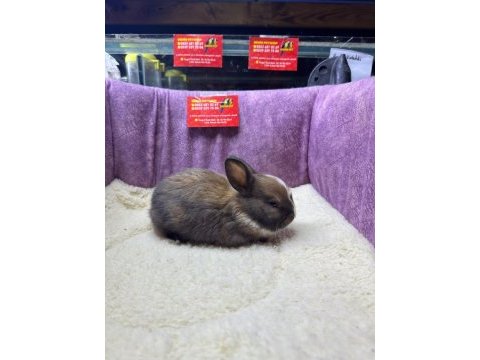 Cüce tavşan netherland dwarf yavrularımız