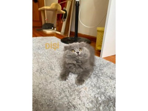 British longhair güzellerime yuva