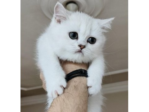 Scottish straight shorthair bs12 dişi