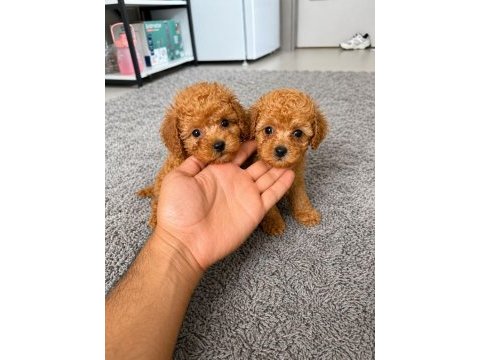 Toy poodle bebeklerimiz teslime hazır