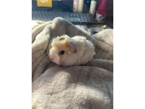Kapıya teslim guinea pig setleri
