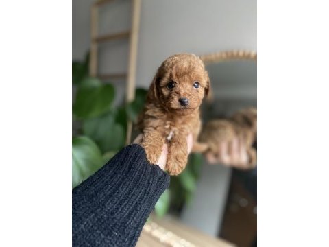 Orjinal toy poodle yavrularım