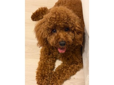 Toy poodle oğlumuz 10 aylık