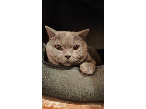British shorthair erkek kedimiz