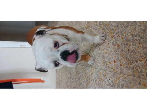 İngiliz bulldog köpeğimiz